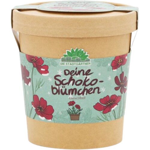  Chocolate Daisy iz lončka - 1 k. Cene