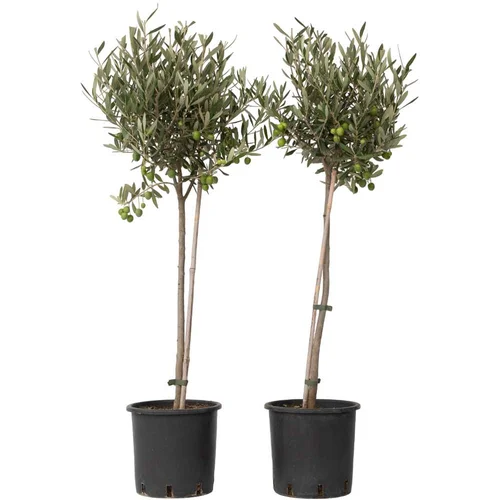 Plant in a Box Oljka - 2 kos - Olea europaea - Višina 80-90cm - ⌀19cm, (21757308)