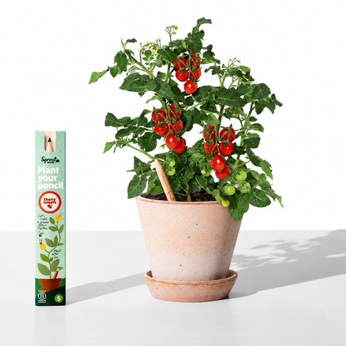  Olovka sa sjemenkama Sprout - cherry rajčica Cijene