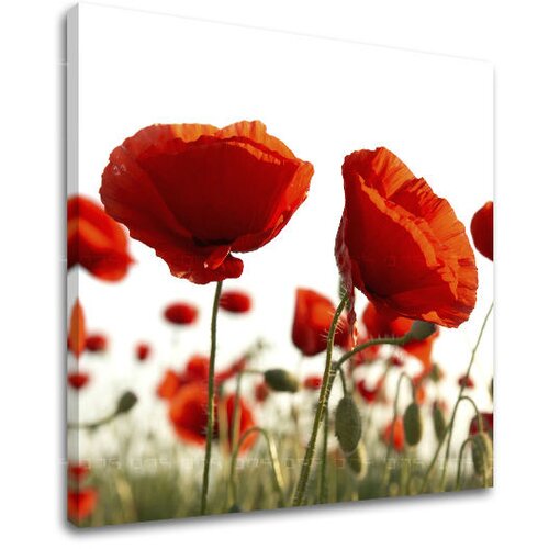  Slike na platnu cveće  (moderne slike na platnu) Cene