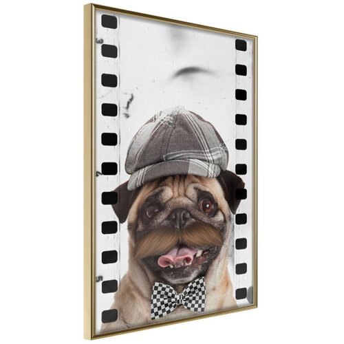  Poster - Dressed Up Pug 40x60 Slike