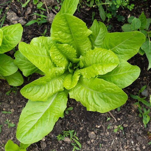 BIO solata &ldquo;Blonde Mara&icirc;ch&egrave;re&rdquo; - 500 zrn. Cene