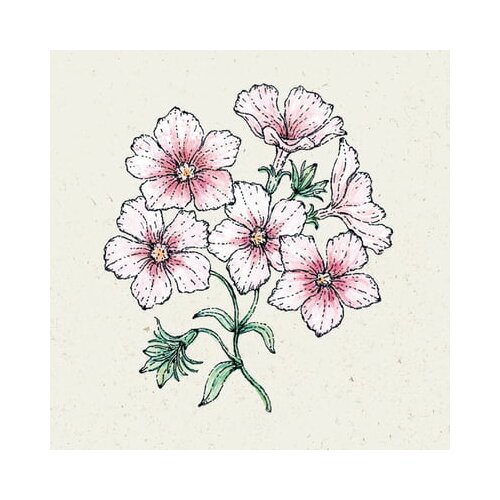  Poletni floks "Blushing Bride" Phlox Drummondii Cene