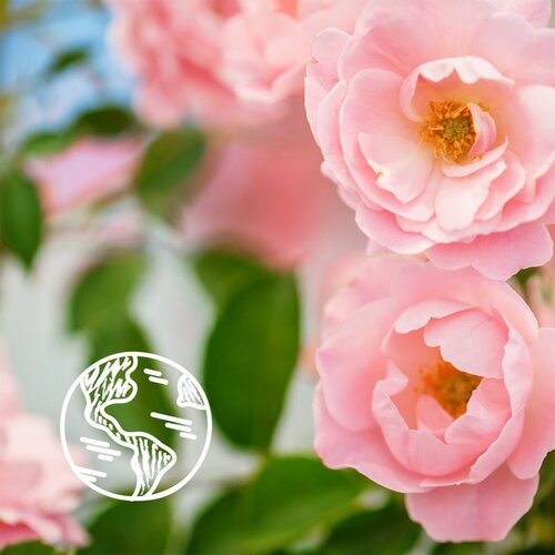 Le Petit Marseillais Bio Organic Certified Wild Rose Refreshing Shower Gel osvježavajući gel za tu&amp;scaron;iranje 250 ml za žene Slike