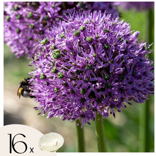 Plant in a Box Luk - 16 kos - Allium 'Gladiator' - Cvetne čebulice - Vijolična, (21755673) Cene