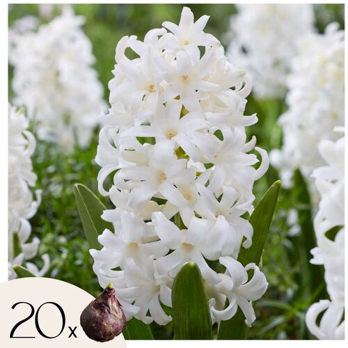 Plant in a Box Hijacint - 20 kos - Hyacinthus 'Carnegie' - Cvetne čebulice - Pamet, (21755583) Cene