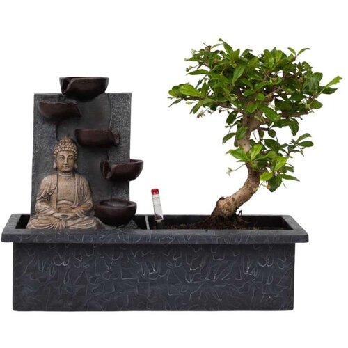 Plant in a Box Bonsai Slap Buda - Bonsai - Višina 25-35cm - ⌀29cm, (21757888) Cene