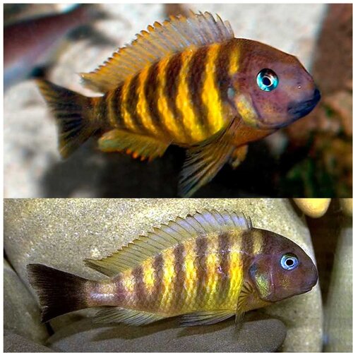 Akvarijum Centar Tropheus brichardi Kipili Cene