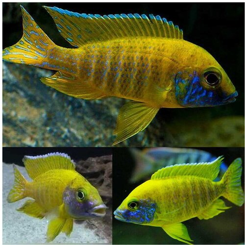 Akvarijum Centar Yellow peacock cichlid Cene