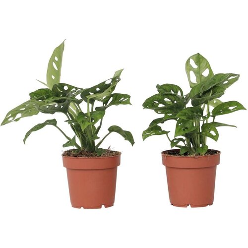 Plant in a Box opičji list - 2 kos - monstera adansonii 'monkey mask' - višina 25-30cm - ⌀12cm, (21757958) Cene