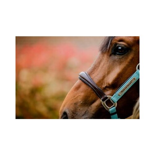 Horseware Ireland Oglavka Signature Competition "Brown, Blue & Haze" - Cob Cene