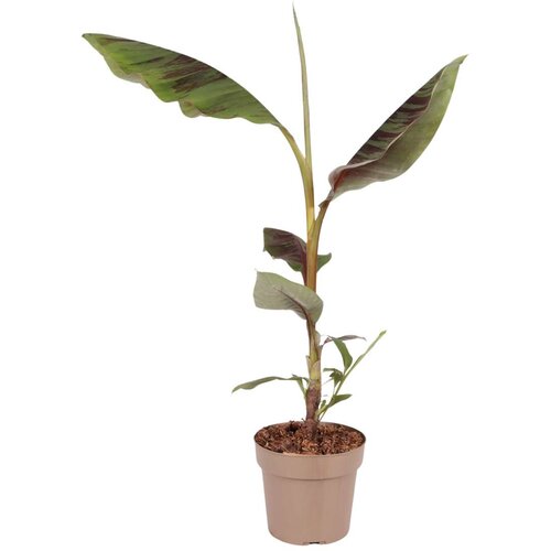 Plant in a Box Rdeča bananina rastlina - Ensete ventricosum - Višina 55-70cm - ⌀21cm, (22058367) Cene