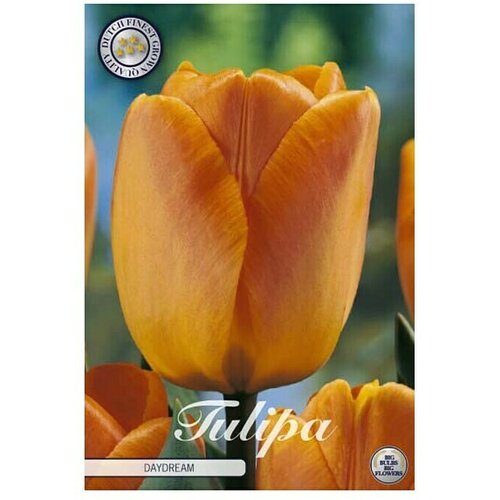  Cvjetne lukovice Tulipan Daydream (Narančasta, Botanički opis: tulipa) Cijene