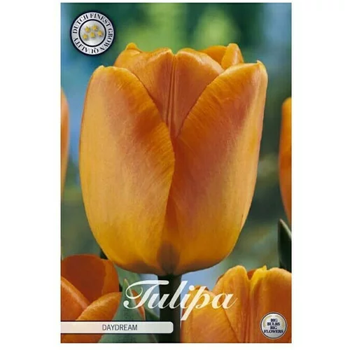  cvjetne lukovice Tulipan Daydream (Narančasta, Botanički opis: tulipa)