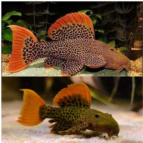 Akvarijum Centar L600 Leopard cactus pleco Cene