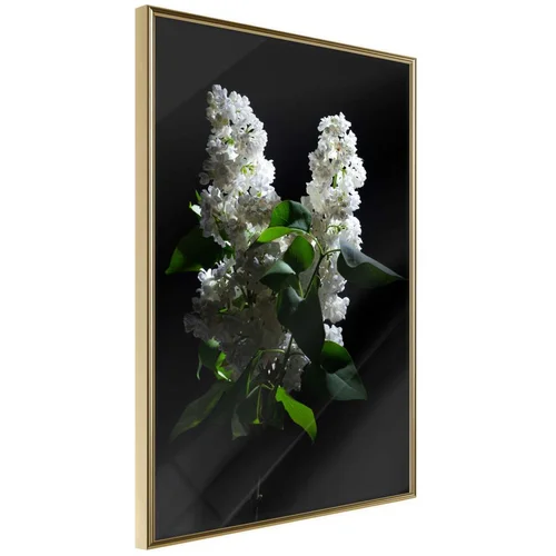  Poster - White Lilac 40x60