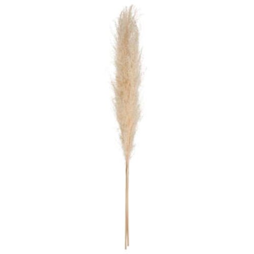 Atmosphera ukrasna grana pampas 11x11x109 cm su&amp;scaron;eno bilje oker 3/1 Slike