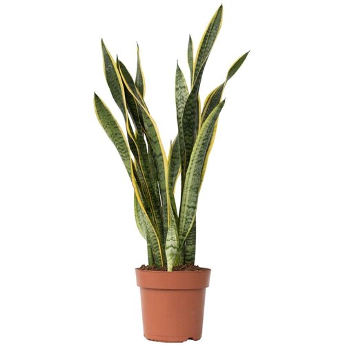 Plant in a Box Taščin jezik - Sansevieria trifasciata Laurentii - Višina 65-75cm - ⌀21cm, (21758321) Cene