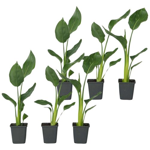 Plant in a Box kraljevska strelicija - 6 kos - strelitzia reginea - višina 25-40cm - ⌀9cm, (21758209) Cene