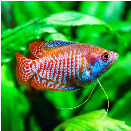 Akvarijum Centar Colisa lalia var. dwarf tiger - Patuljasta kolisa tiger Cene