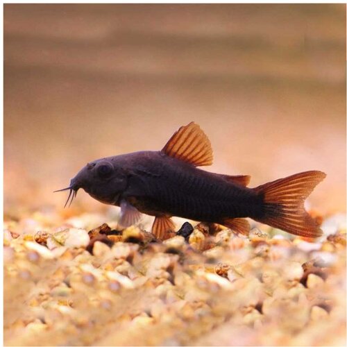 Akvarijum Centar Corydoras aeneus venezuela black Cene