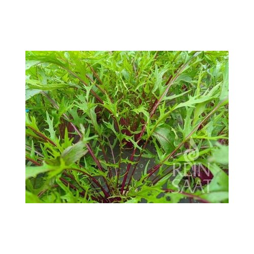 ReinSaat Solata "Purple Mizuna" Cene
