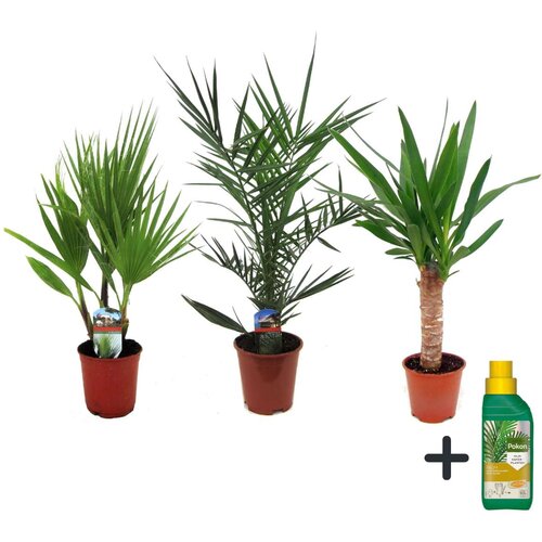Plant in a Box notranja mešanica palm - 3 kos - indoor palmmix - pokon - višina 50-70cm - ⌀14cm, (21758004) Cene