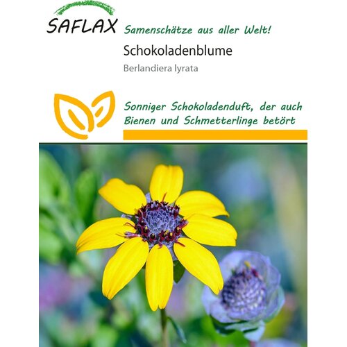 Saflax Chocolate Daisy - 10 zrn. Cene