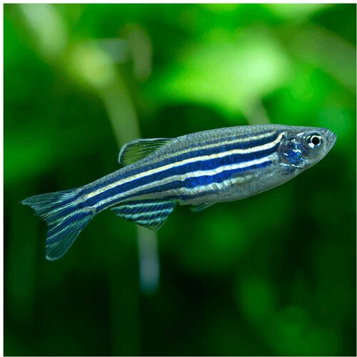 Akvarijum Centar Zebra danio rerio Cene