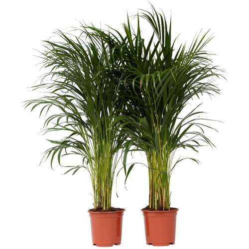 Plant in a Box Palma areka - 2 kos - Dypsis lutescens - Višina 100-120cm - ⌀21cm, (21757938) Cene