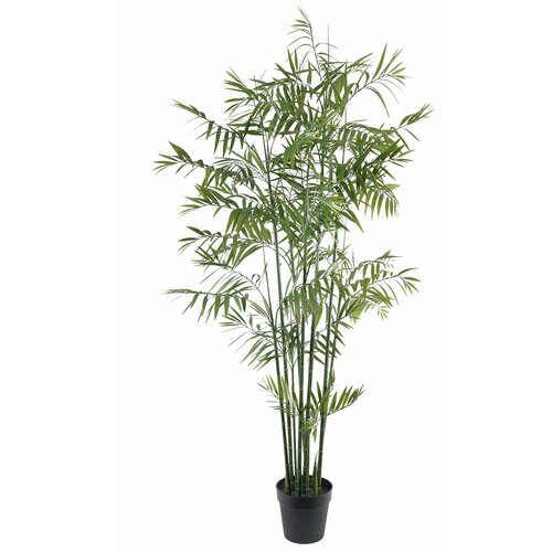 Lilium dekorativni bambus -palma 180cm 567300 Slike