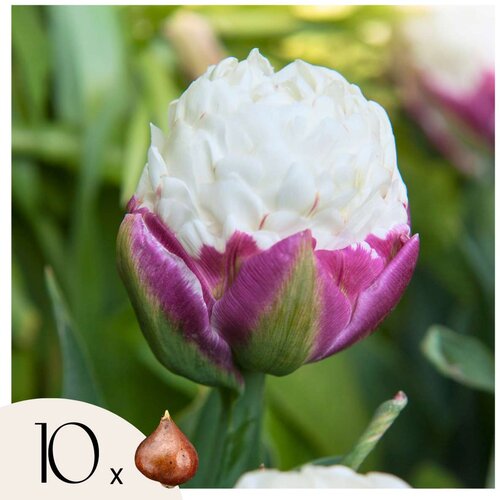 Plant in a Box Tulipani čebulice - 10 kos - Tulipa 'Ice Cream' - Cvetne čebulice - Vijolična, (21755621) Cene