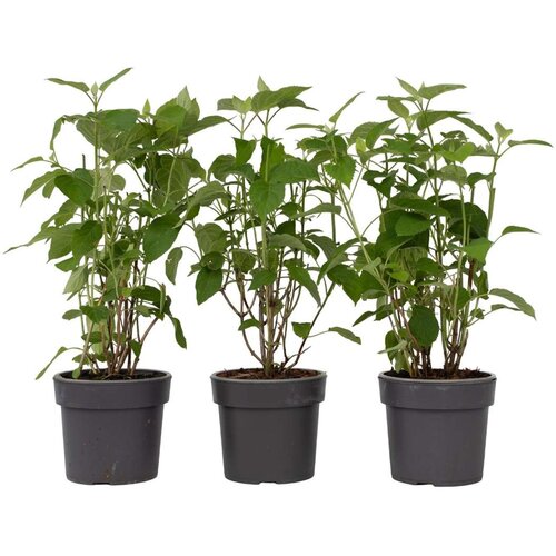 Plant in a Box hortenzija - 3 kos - hydrangea 'strong annabelle' - višina 30-40cm - ⌀19cm, (21757457) Cene