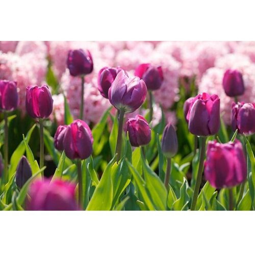 Royal De Ree tulipa negrita 5/1 Cene