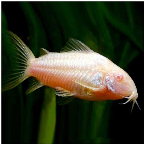 Akvarijum Centar albino cory Cene