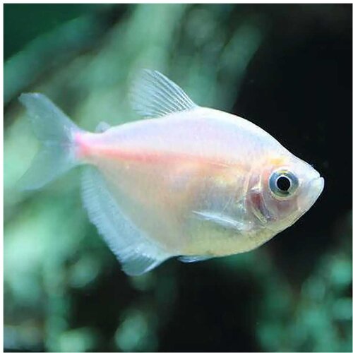 Akvarijum Centar Gymnocorymbus ternetzi - Bela tetra Cene