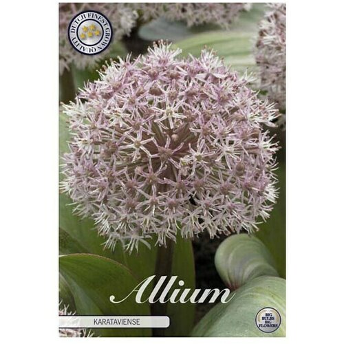 Cvjetne lukovice Allium Karataviense (Roza, Botanički opis: Allium) Cijene