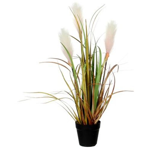 MICA TRSTIKA SVETLO RJAVA V PLASTIČNEM LONCU D10CM - H53CM Cene