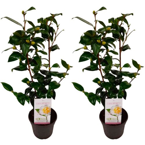 Plant in a Box japonska kamelija - 2 kos - camellia japonica 'brush field' - V50-60cm - ⌀15cm, (21757611) Cene