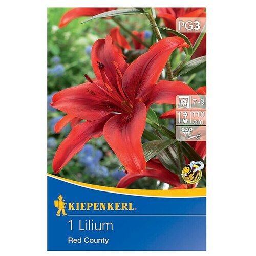 KIEPENKERL Lukovice ljetnog cvijeća Ljiljan Red County (Lilium x Hybrida, 1 Kom., Crvena) Slike