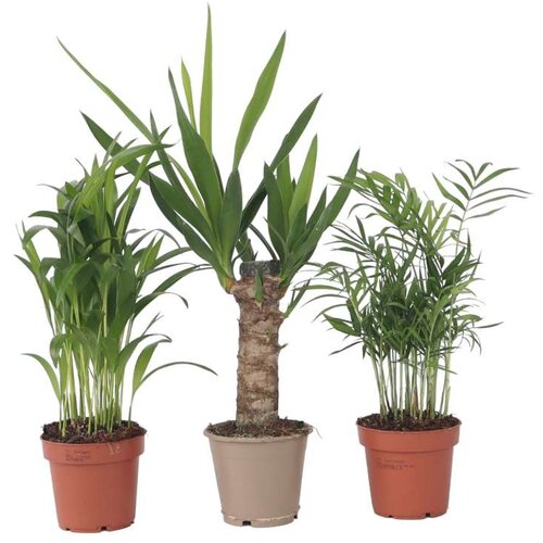 Plant in a Box Majhna palmova mešanica - 3 kos - Mini Indoor Palm Mix - Višina 25-40cm - ⌀12cm, (21758083) Cene