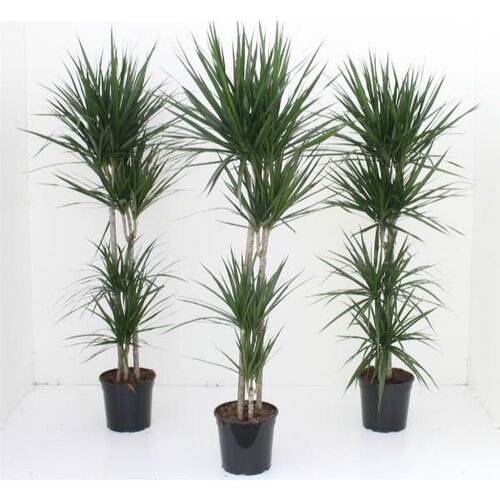 efeutute topf Große Efeutute | Epipremnum main image 1