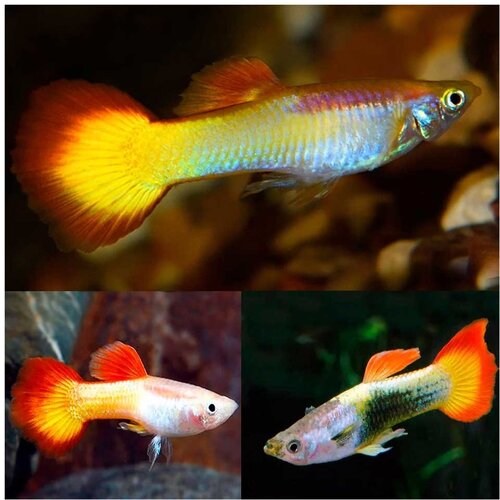 Akvarijum Centar sunset guppy Cene