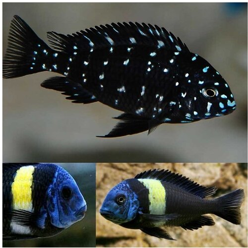 Akvarijum Centar tropheus duboisi Cene