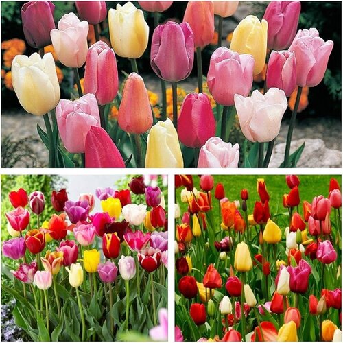 Royal De Ree Lukovica Lala, tulipan - Tulipa Triumph Mix 10/1 Cene