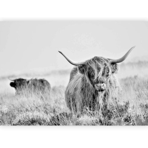 Artgeist Foto tapeta - Highland Cattle 400x280 Standard Cene