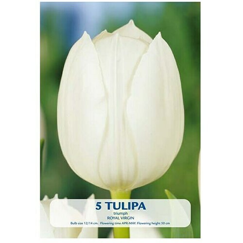  Cvjetne lukovice Budget Collection Royal Virgin (Bijela, Botanički opis: Tulipa) Cijene