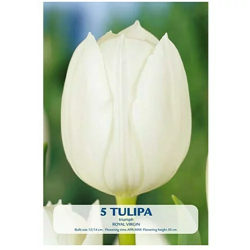  Cvjetne lukovice Budget Collection Royal Virgin (Bijela, Botanički opis: Tulipa)