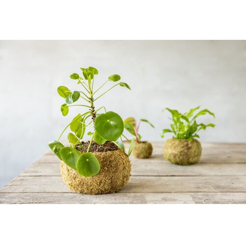 Esschert Design Kokedama krogla - L Slike