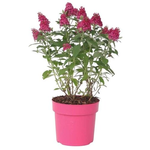 Plant in a Box davidov metuljnik - buddleja davidii 'candy' - višina 30-40cm - ⌀19cm, (21757434) Cene